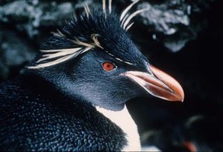 Rockhopper penguin.
