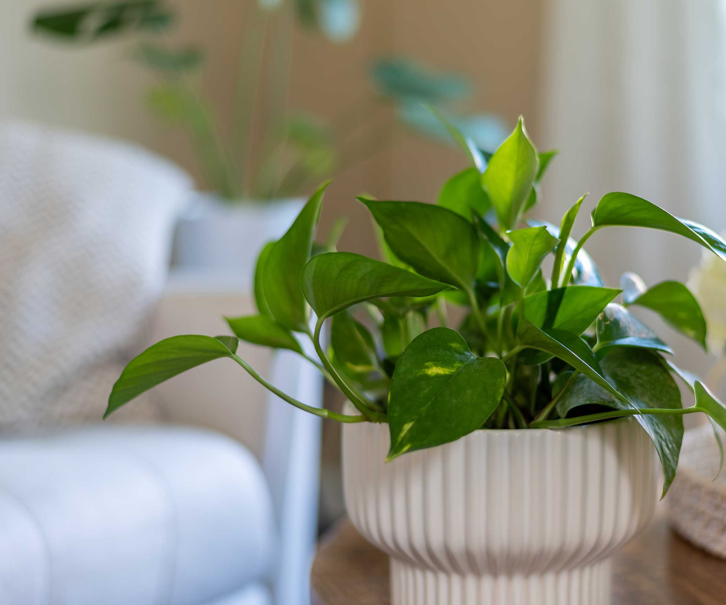 Why is my pothos wilting? Solve this problem with these tips