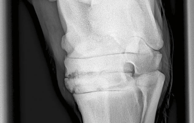 KC Hock arthritis spavin