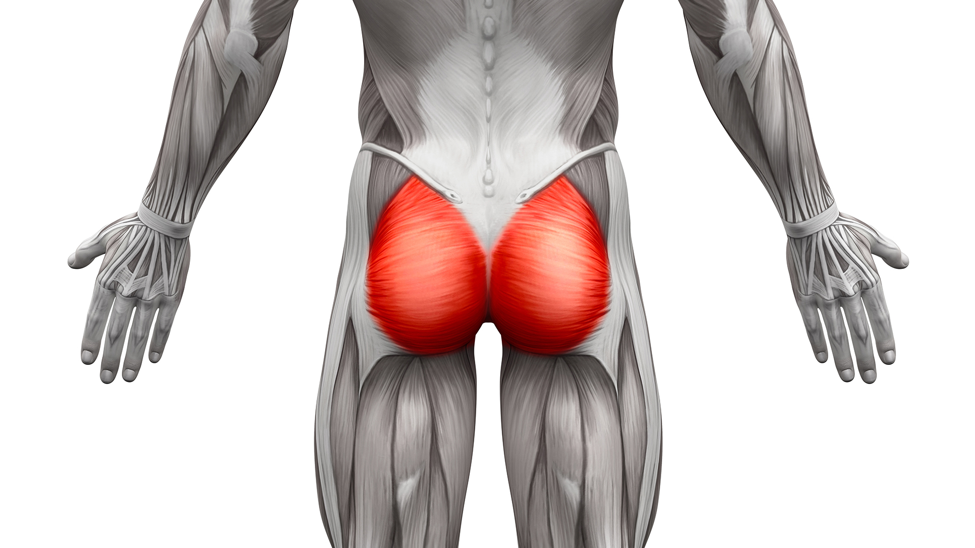 A diagram of the muscles of a human male seen from behind. His body is depicted in black and white except for his two largest buttocks, which are in red.