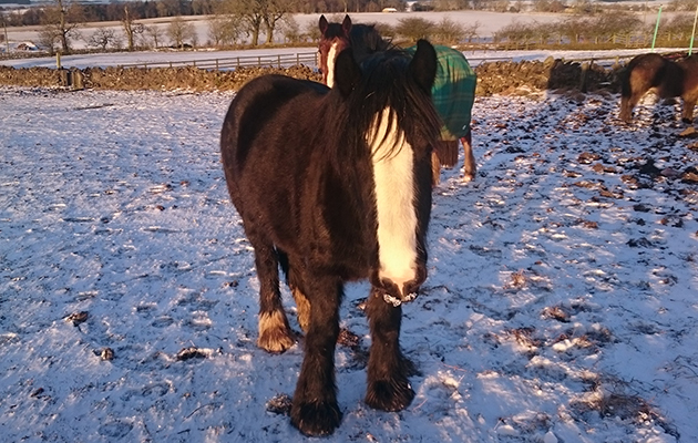 Elsa-now.jpg
