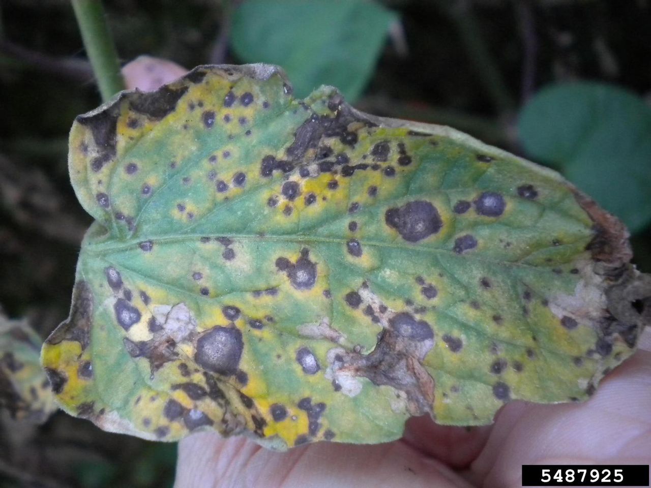 tomato leaf mold