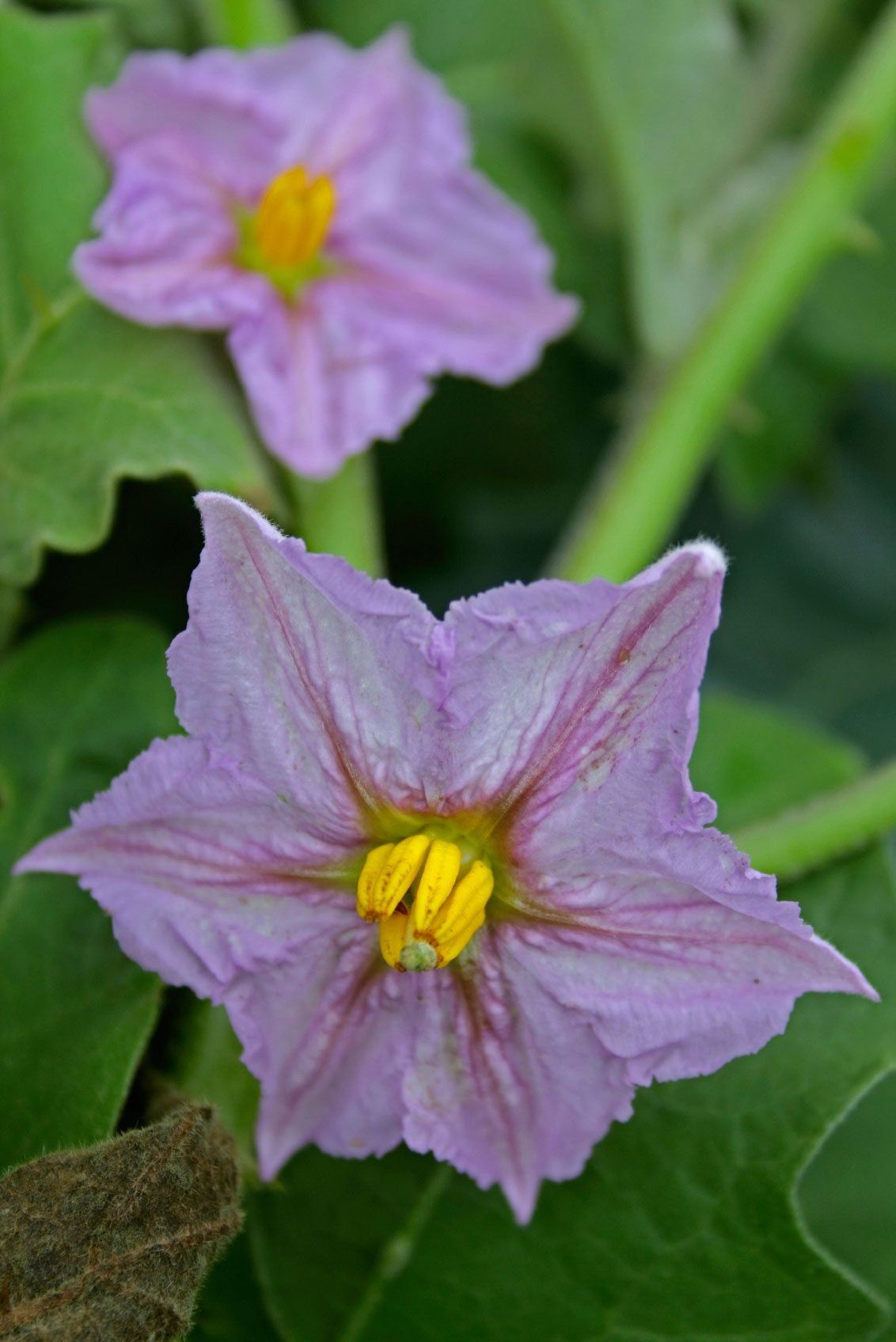 Purple Eggplant Flowers