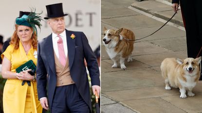 Sarah Ferguson wears a bright yellow dress while Prince Andrew wears a suit and a top hat, while the Queen&#039;s corgis look cheeky