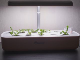 hydroponic garden with young seedlings