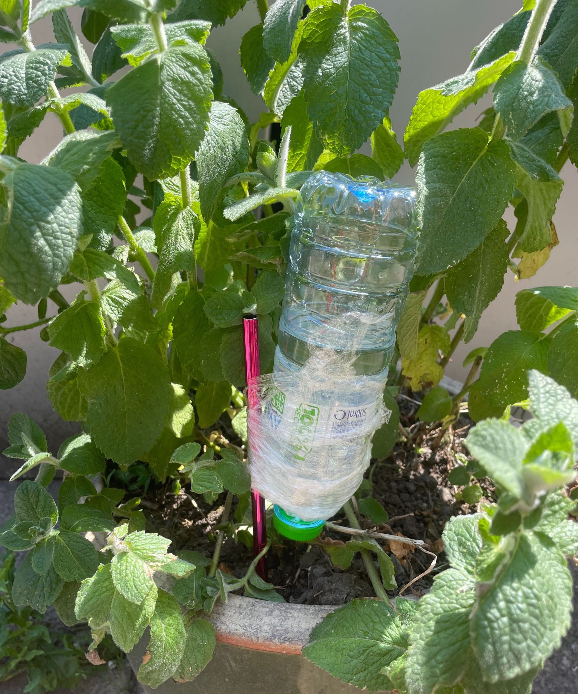 Perangkat penyiraman lambat buatan sendiri duduk menyiram tanaman pot