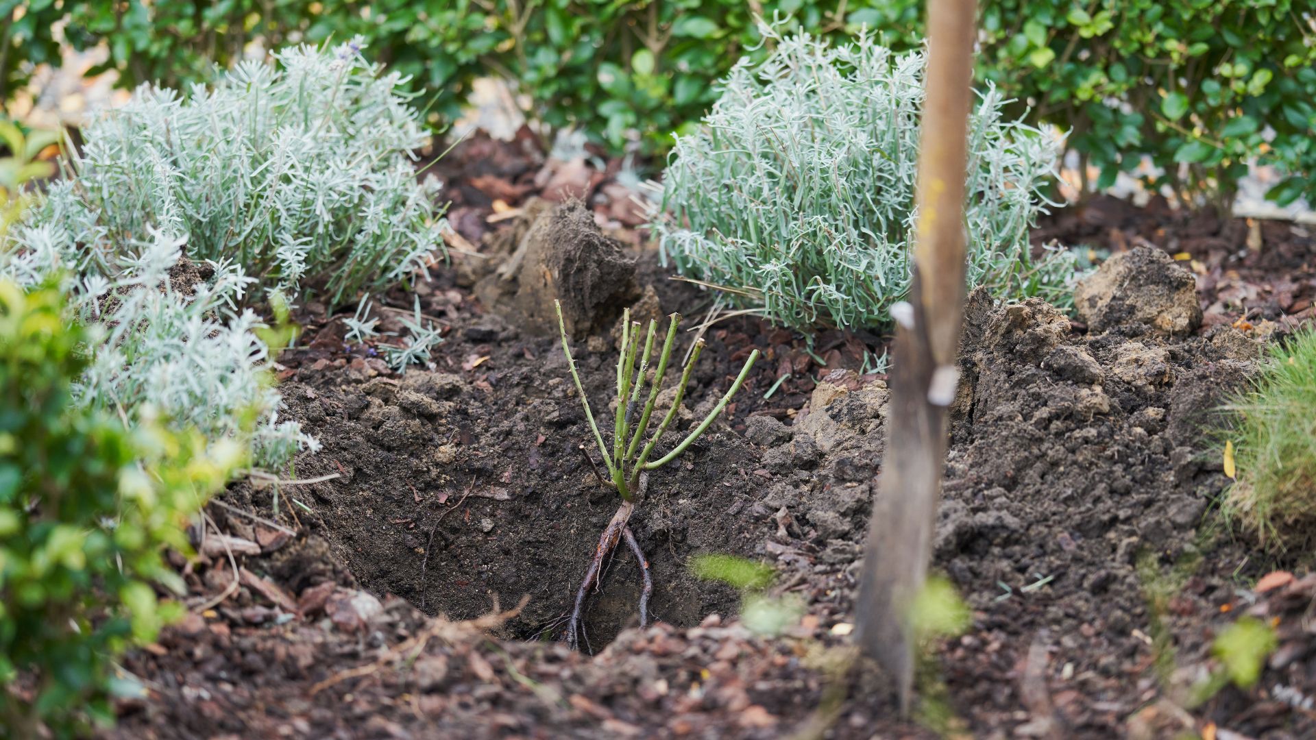 picture of rose bush being planted in autumn