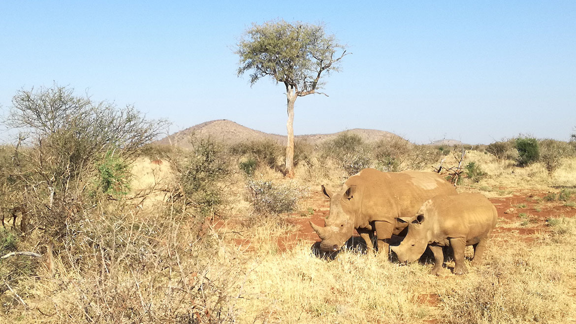 Two white rhinos in Madikwe Game Reserve