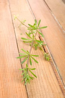 goosegrass