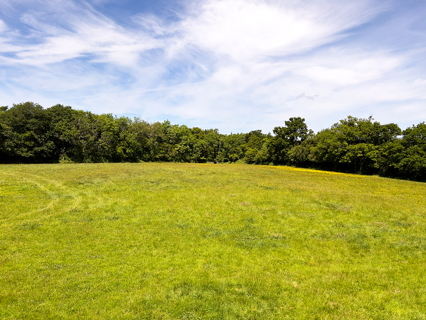 West Greylake - paddock