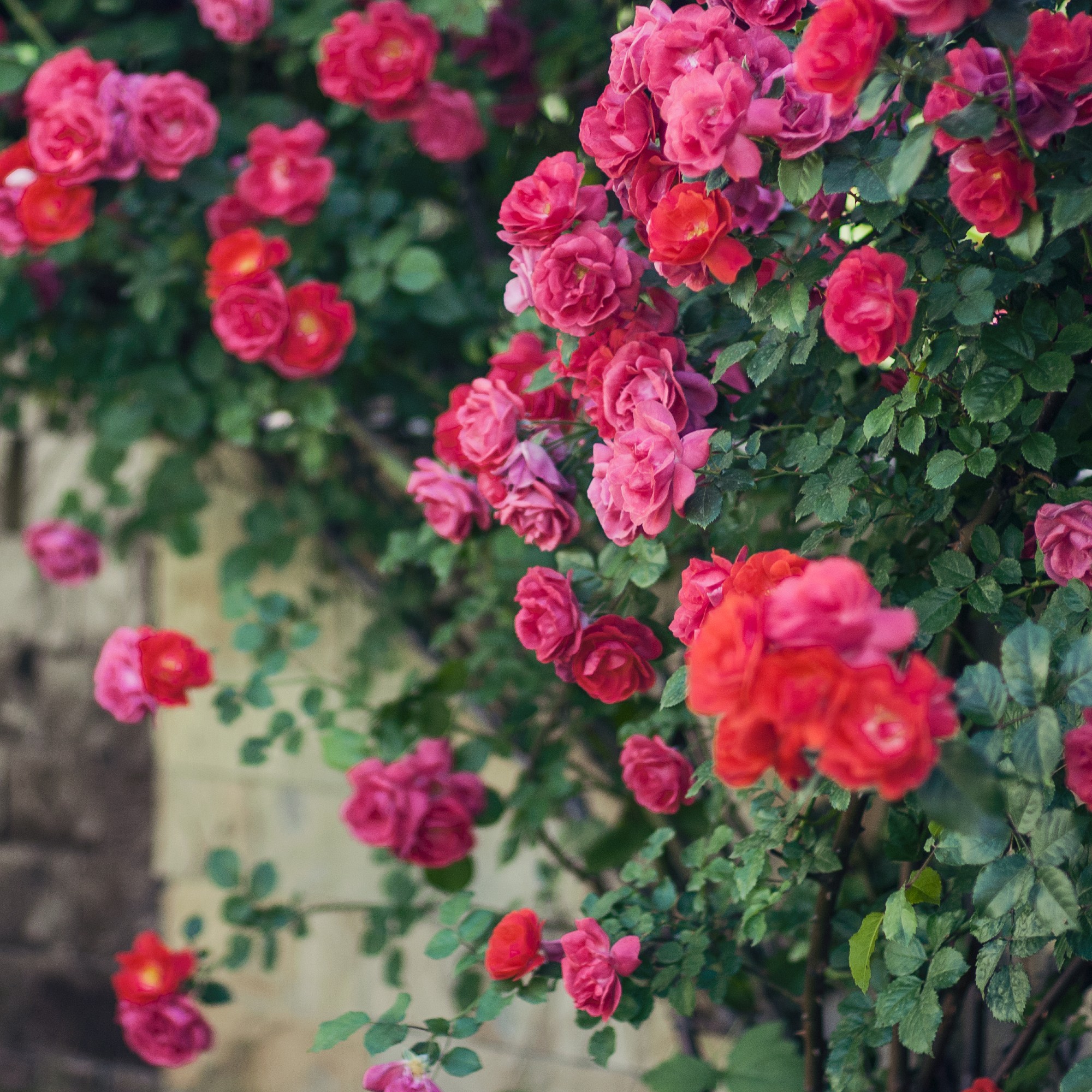 Climbing roses in the garden