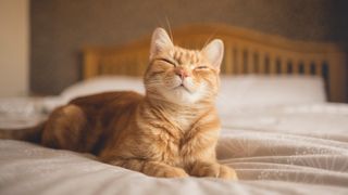 Ginger cat lying on bed with eyes half shut