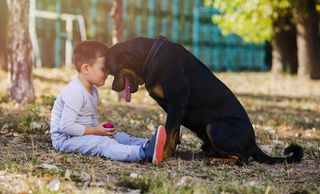 A child playing with Rottweiler dog