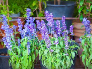 pale purple salvia plants in pots