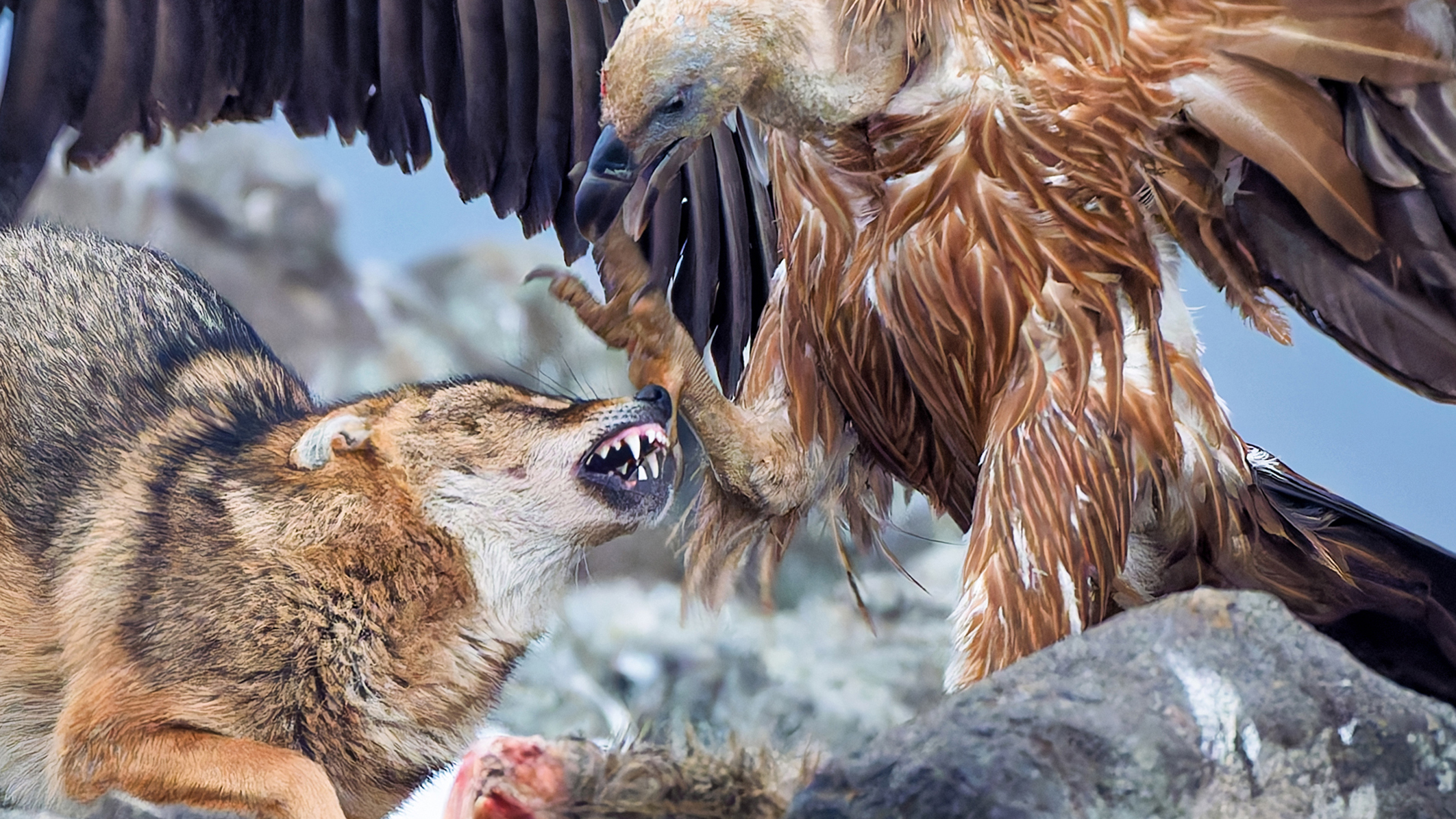Close up of: A vulture with outstretched wings confronts a snarling fox on rocky terrain, over a piece of meat, capturing a tense moment