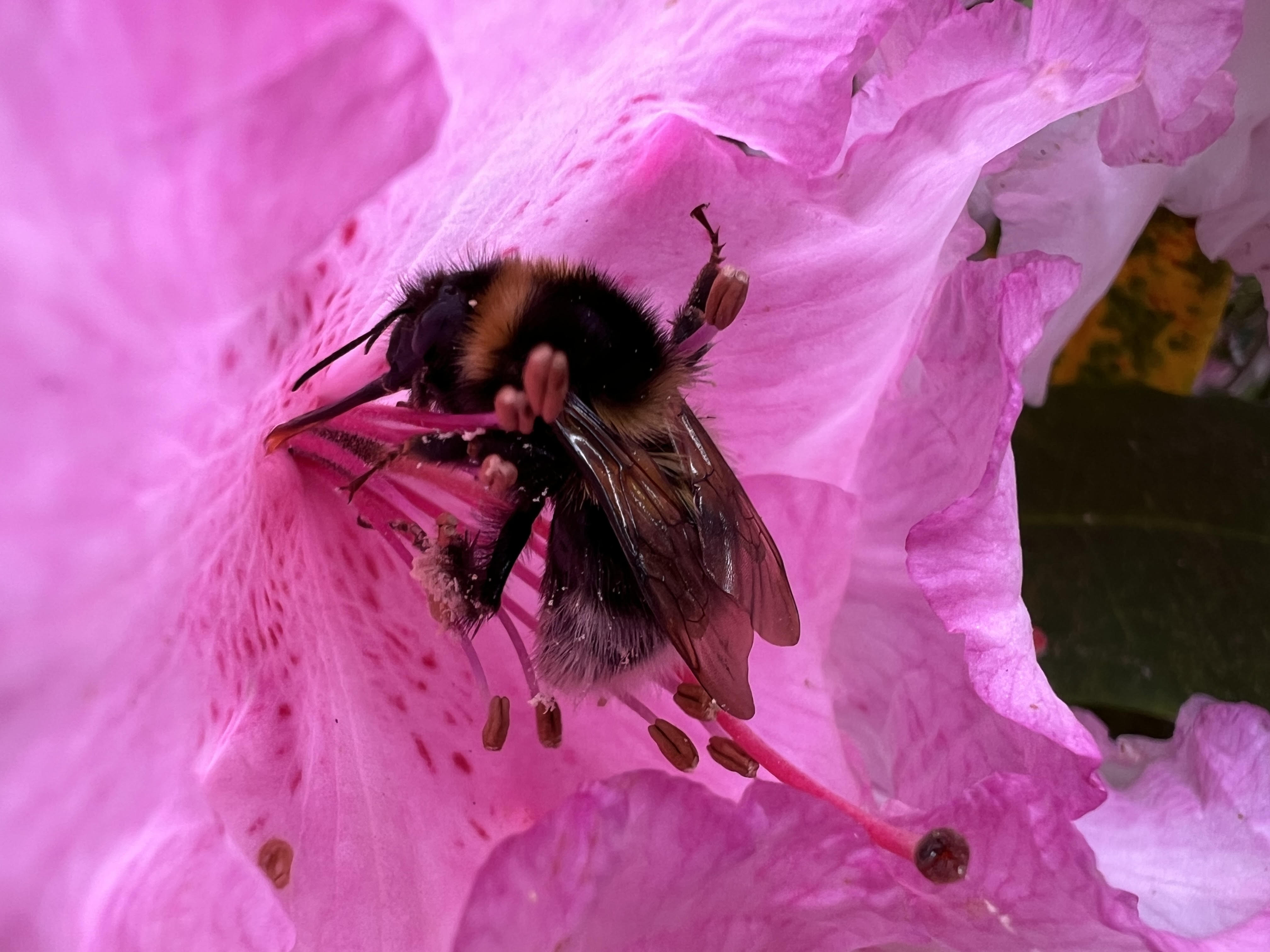 A macro image of a bumble bee collecting nectar in a bright pink rhododendron.