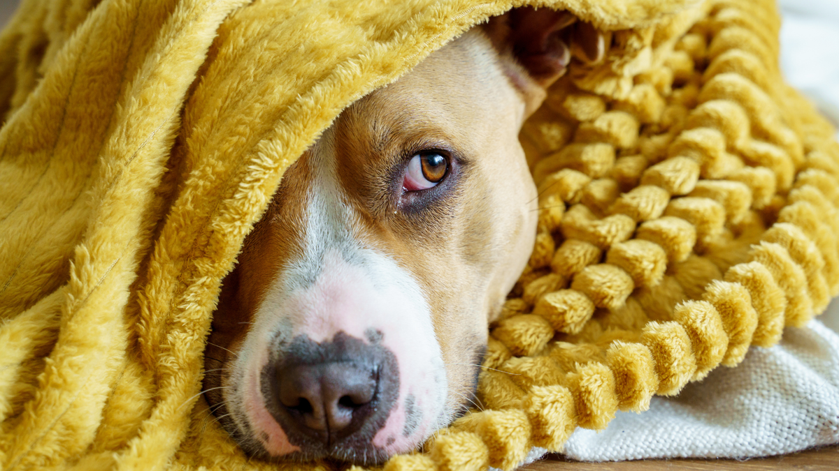 Pitbull hiding under a yellow fluffy blanket looking to the side