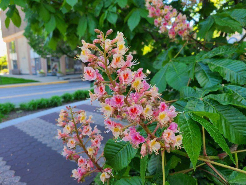 Galaxy S20+ photo sample