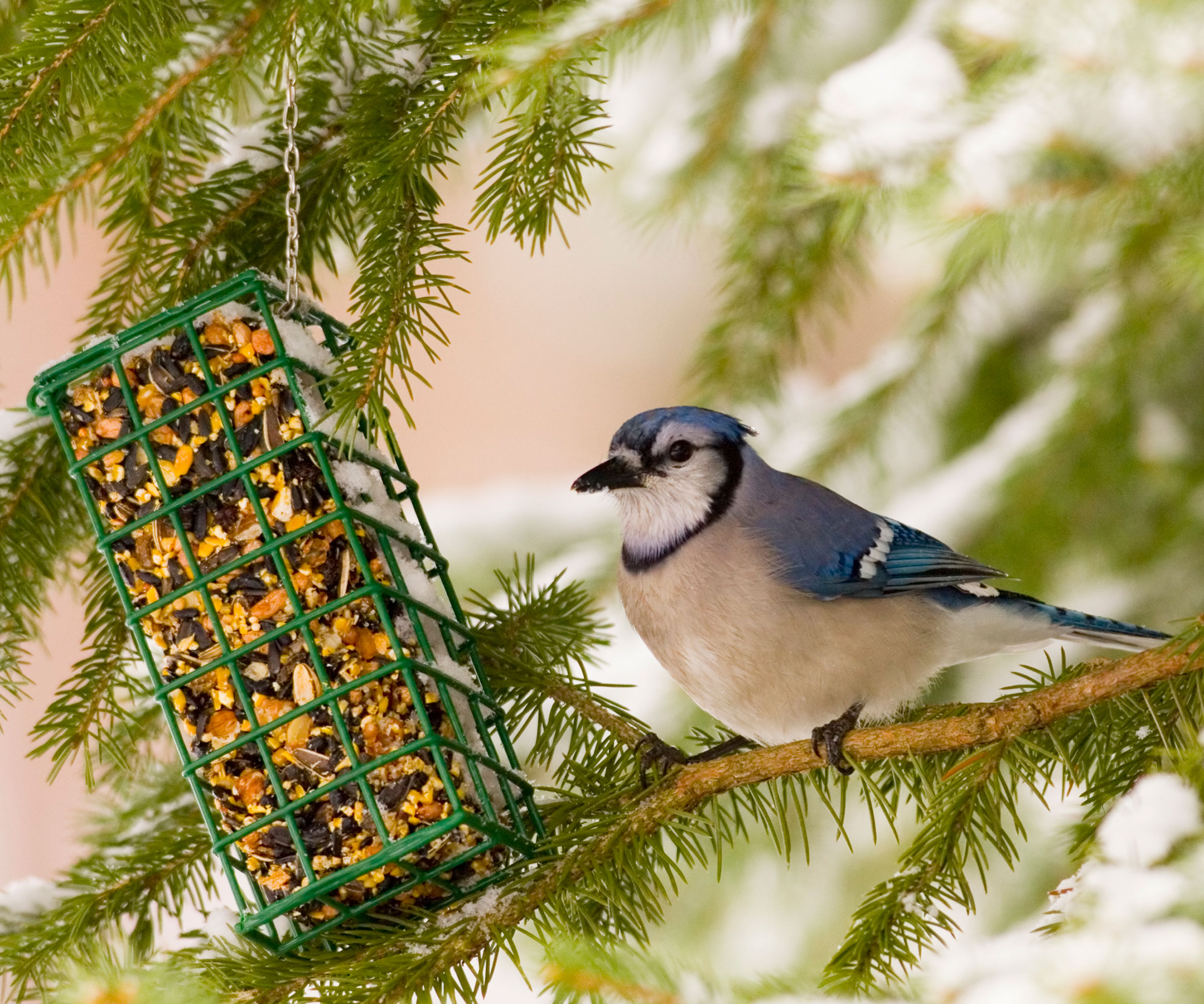 bluejay on branch of tree with bird feeder