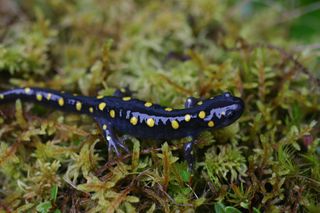 The adult spotted salamander, common throughout the eastern United States and Canada.