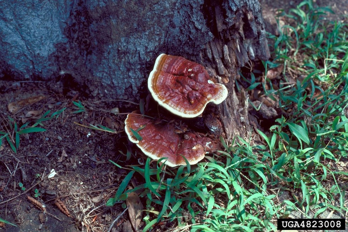 アボカドの腐敗の原因: 腐ったアボカドの木を治療する方法