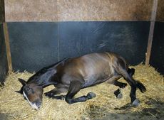 colic-1.jpg