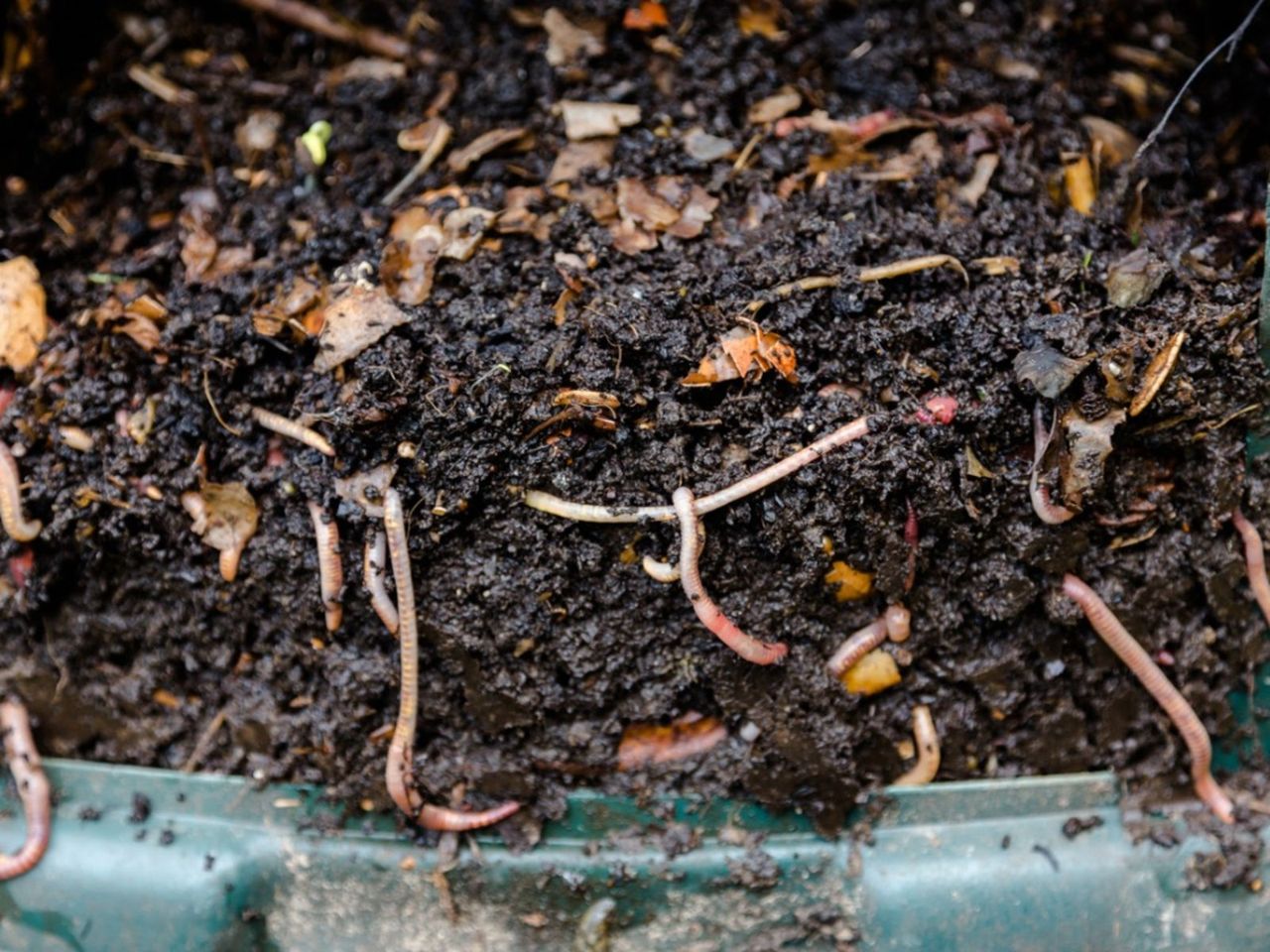 A Worm Composting Bin