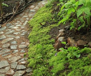 Moss growing along the edge of a cobbled path