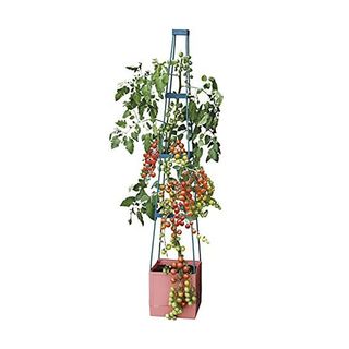 Pink plant pot with standing trellis and tomato plant.