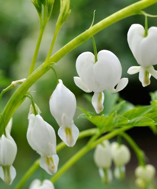 woodland plants Lamprocapnos spectabilis Alba