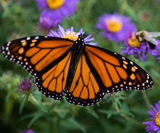 Monarch butterfly and bee close up on an aster flower