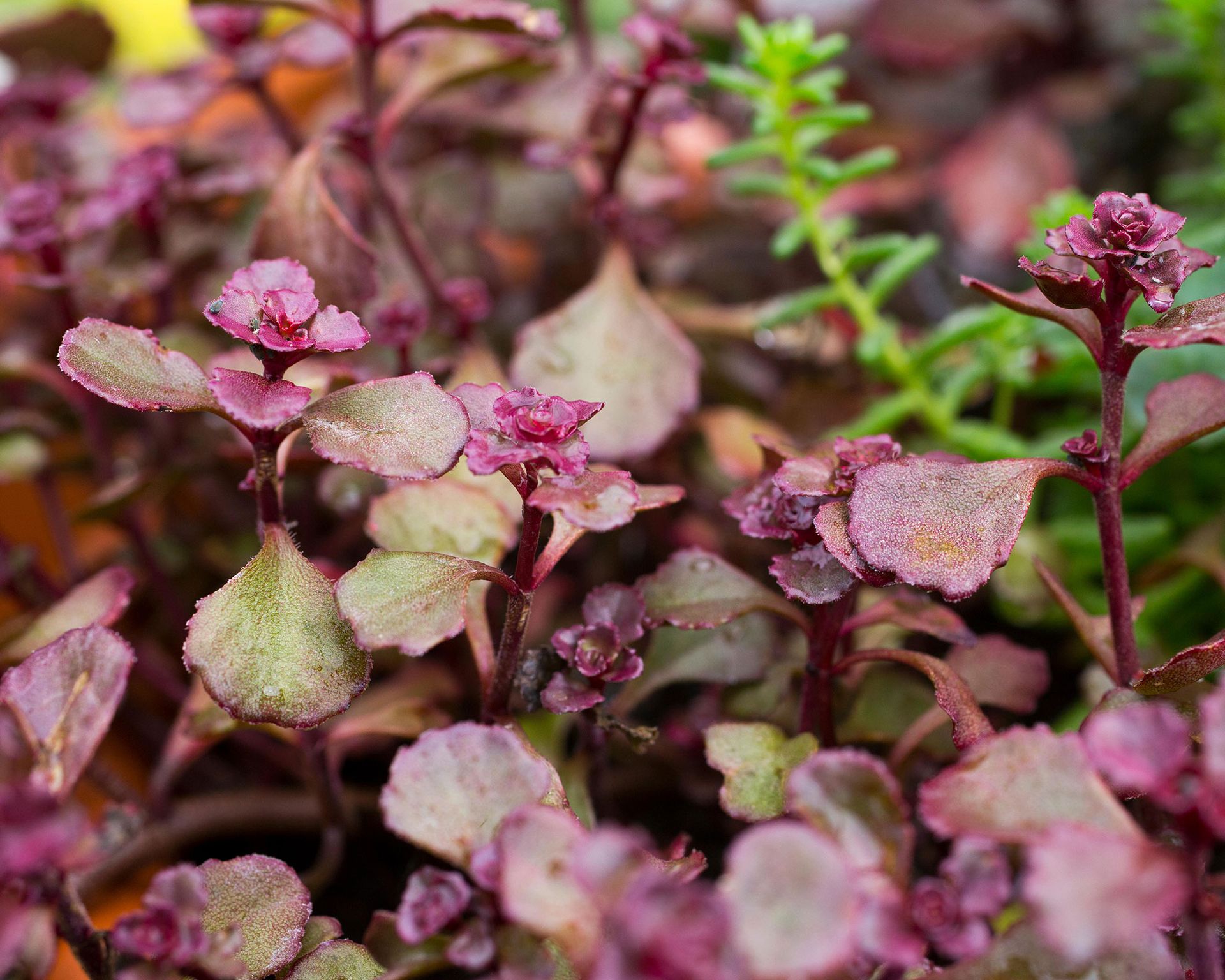 Best perennial plants for pots 16 beautiful varieties Gardeningetc