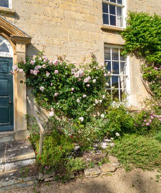 climbing roses by front door of Georgian country house