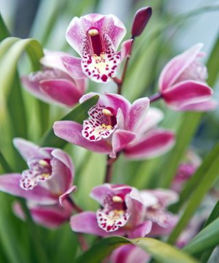 Orchids outdoor