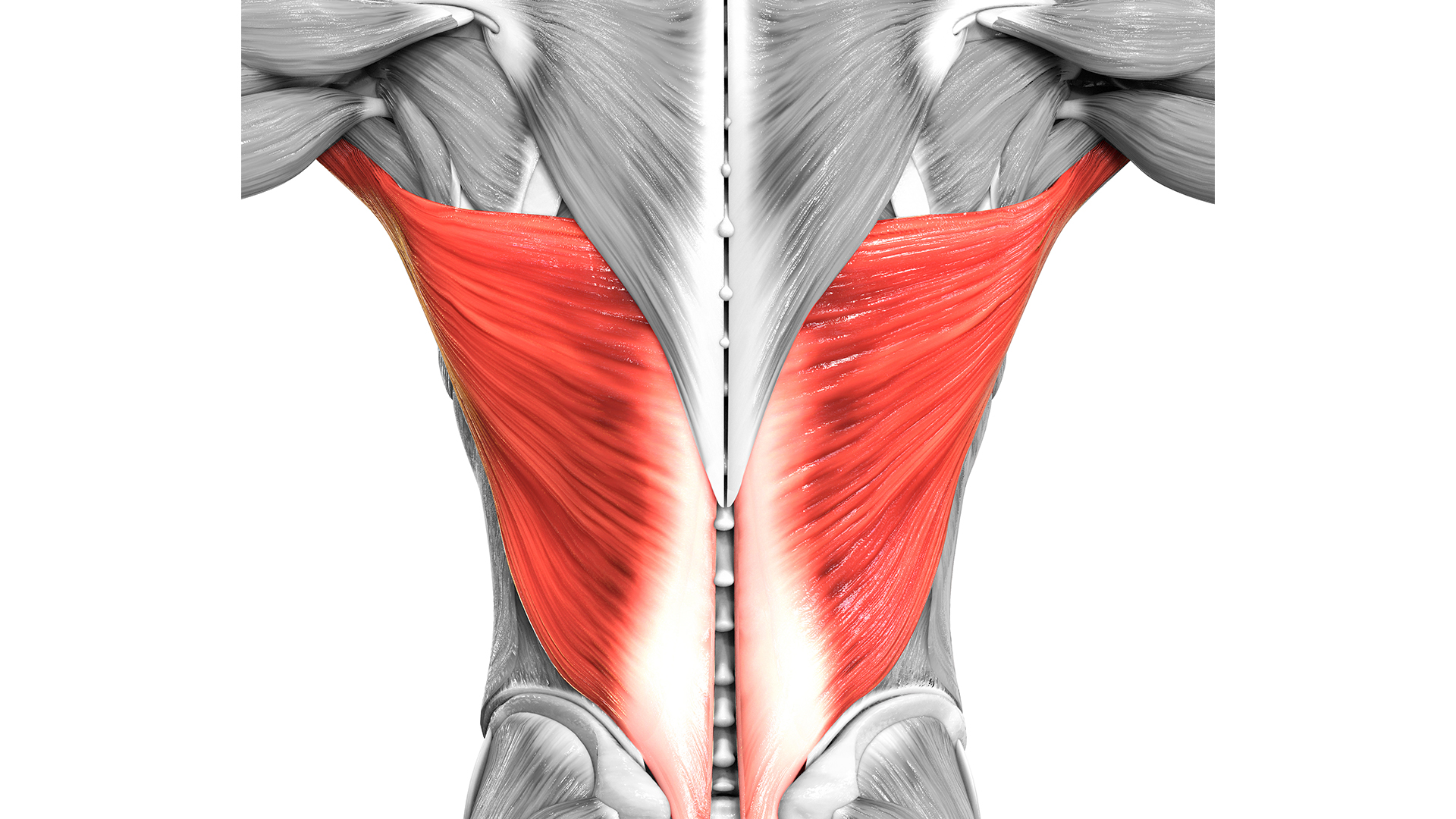 Os músculos das costas humanas são mostrados em preto e branco, com apenas o latíssimo do dorso maior em vermelho