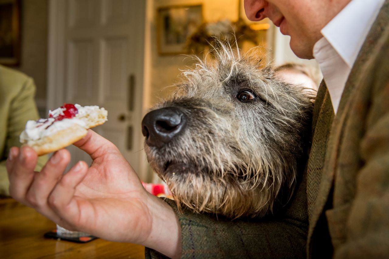 A close-up of a large dog, possibly an Irish Wolfhound, looking longingly at a hand holding a scone topped with cream and a cherry. The dog is leaning on the person&rsquo;s arm, showing its eager expression.