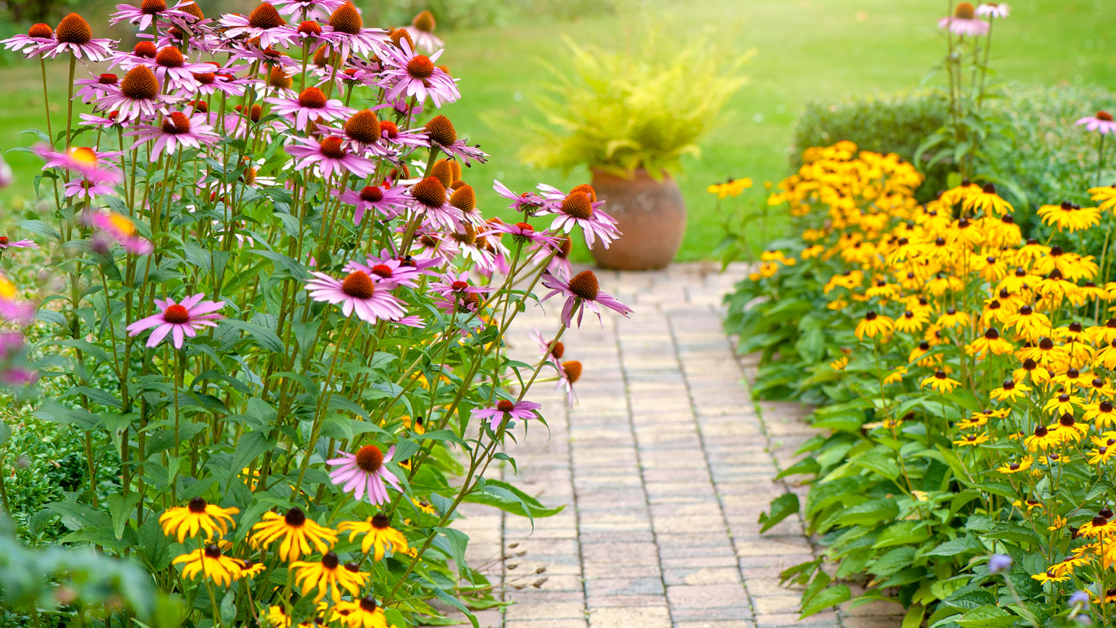 coneflowers and rudbeckias in garden patio display