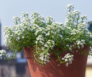 Sweet alyssum plant flowering in a container