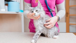 Siberian kitten having heart checked at vets