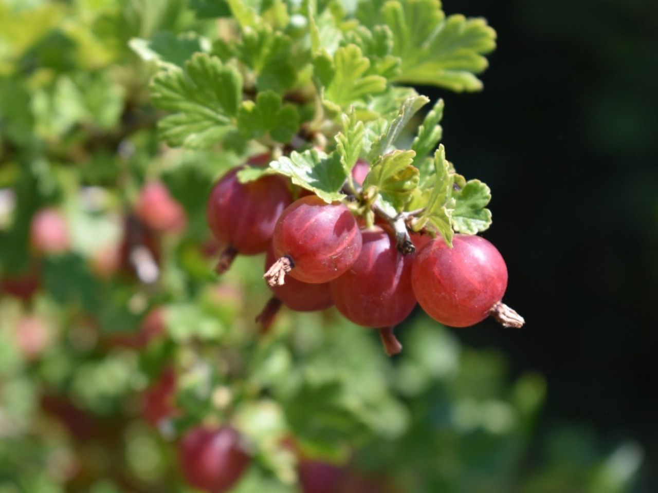 Gooseberry Fruits With Maggots