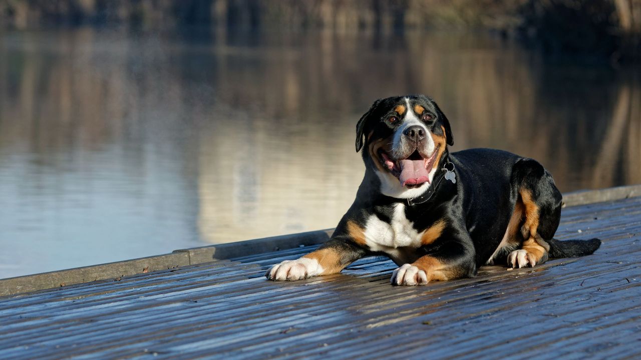 Greater Swiss Mountain Dog lying on the dock