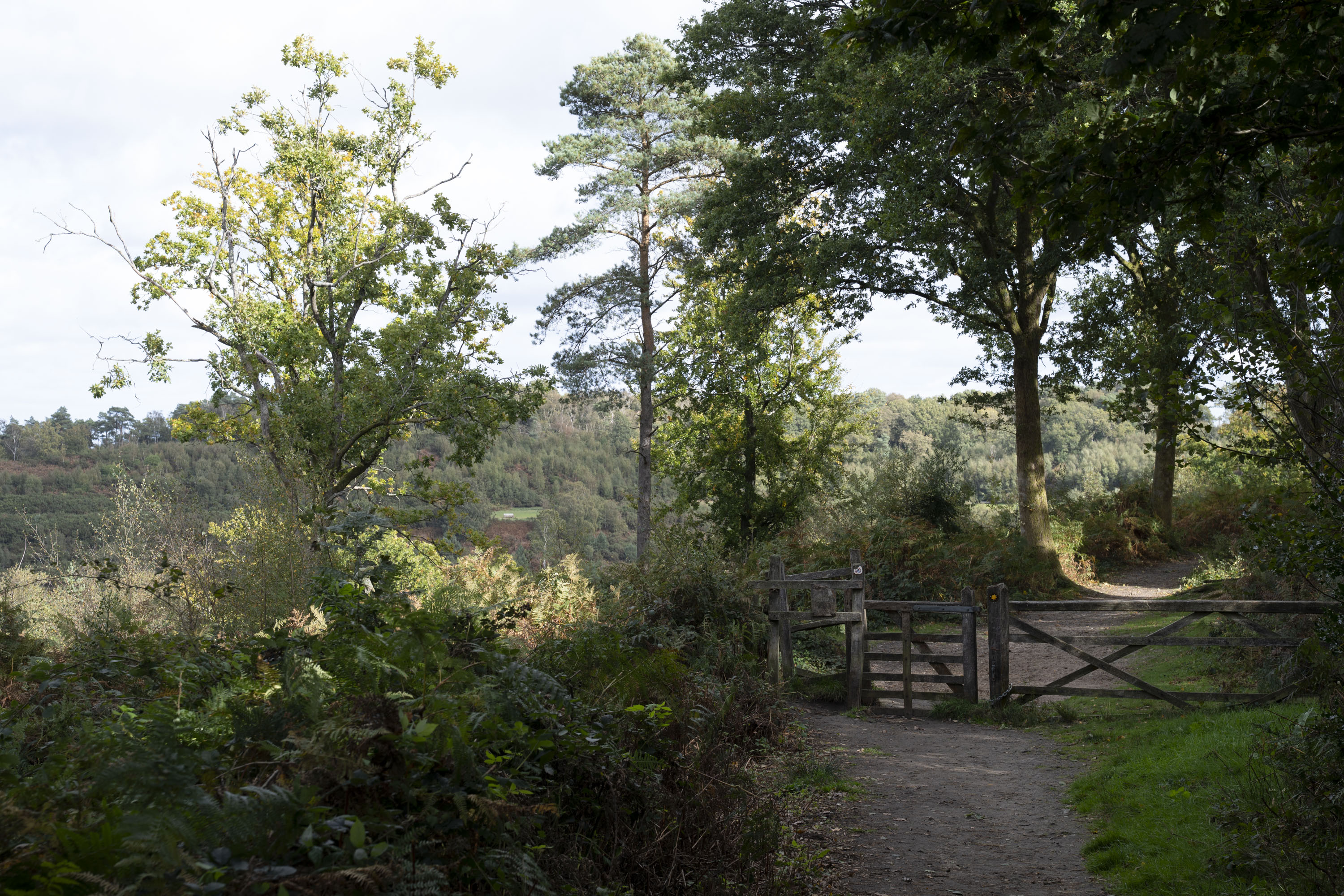 Nikon Z 24-70mm f/2.8 S II sample gallery: A footpath through woodland