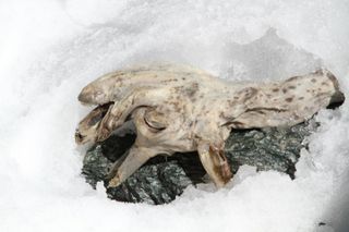 A closeup of the face of a frozen mummy goat found in the Alps