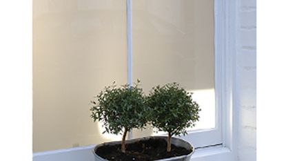white window with potted plant