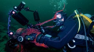 A still from footage of the octopus that borrowed the camera