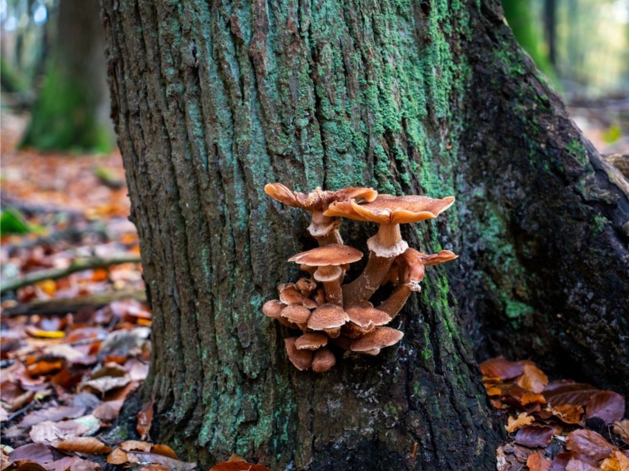 Brown honey fungus mushrooms growing on a tree trunk