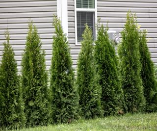 Conical juniper bushes outside a property