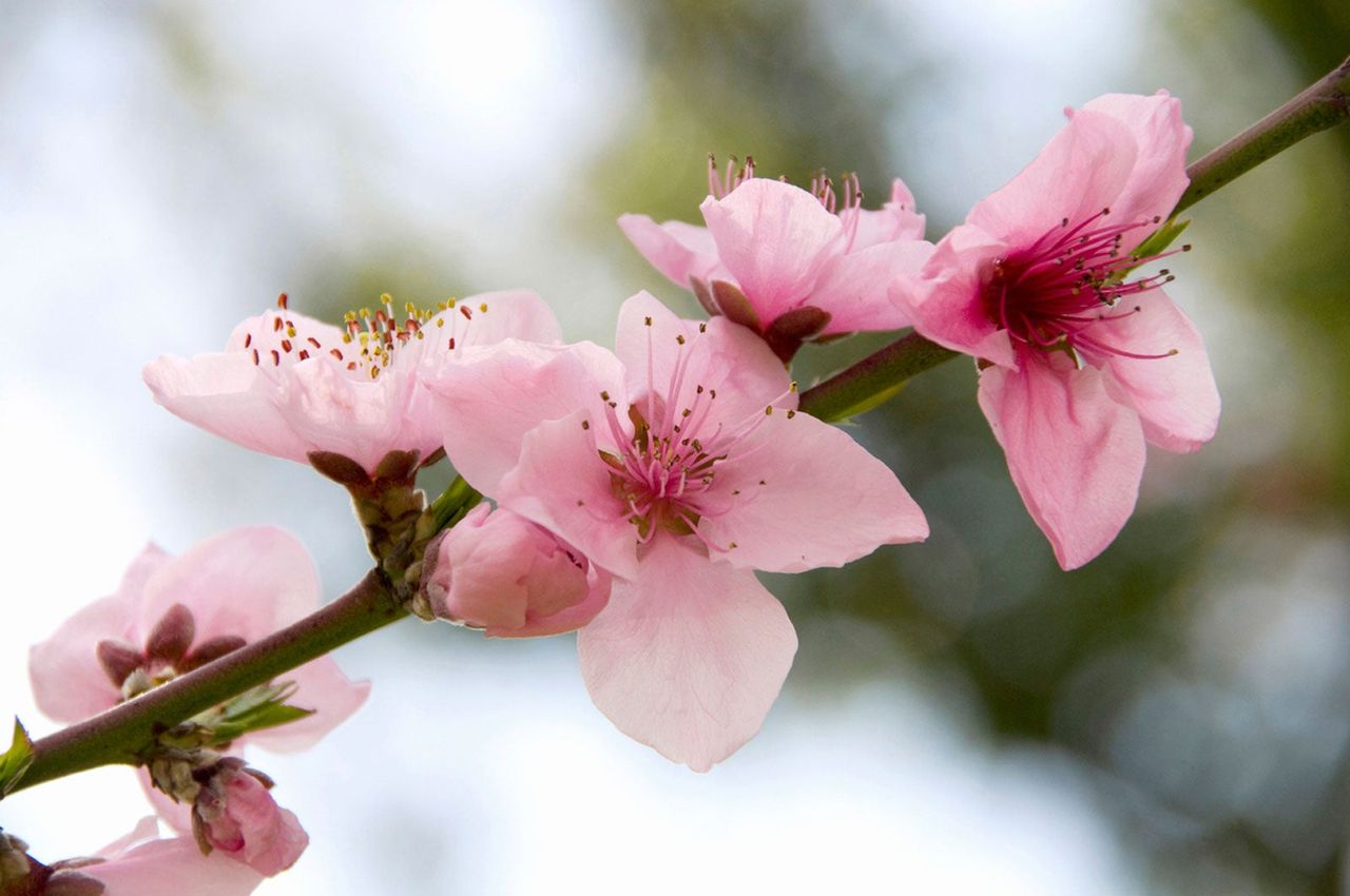 Can You Pollinate Stone Fruits By Hand: How To Hand Pollinate Stone ...