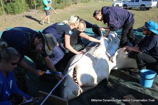 Researchers measure a dead great white shark on land.