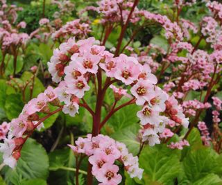 bergenia ‘Wintermarchen’ flowering in spring